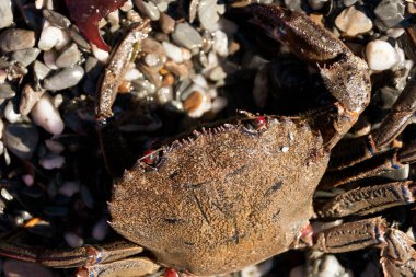 A close up view of a crab 