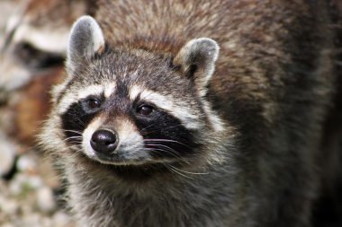 Şirin Rakun (Procyon lotor)