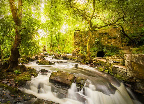 Paisagem florestal e fluvial Imagem De Stock