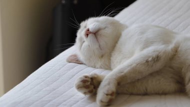 Yatakta uyuyan beyaz kedi