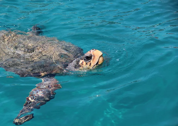 Tartaruga marina "Caretta caretta " Foto Stock