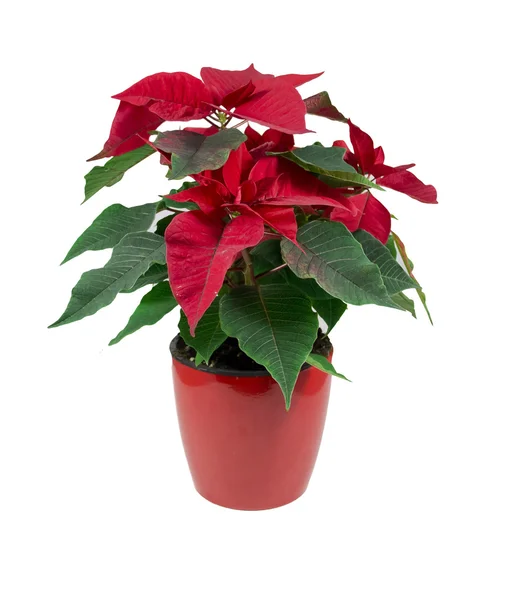 Red winter flower Puansettia — Stock Photo, Image