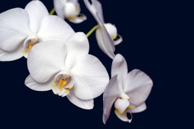Beyaz Orkide çiçek