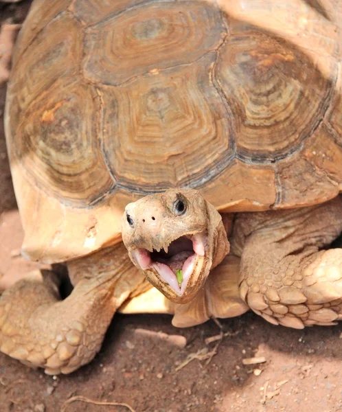 Sköldpadda, stora reptil — Stockfoto