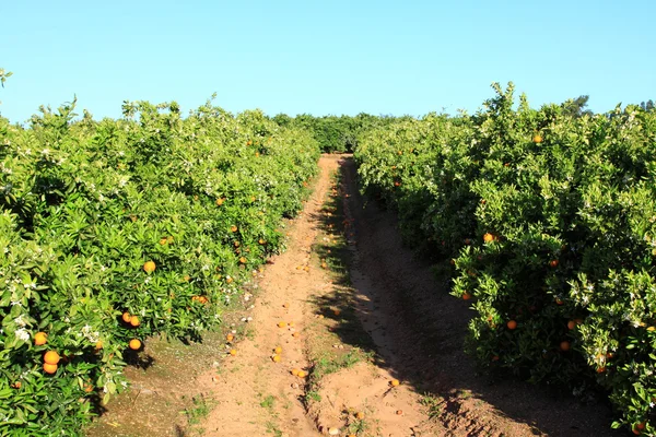 Apelsinträd i portugal trädgård — Stockfoto