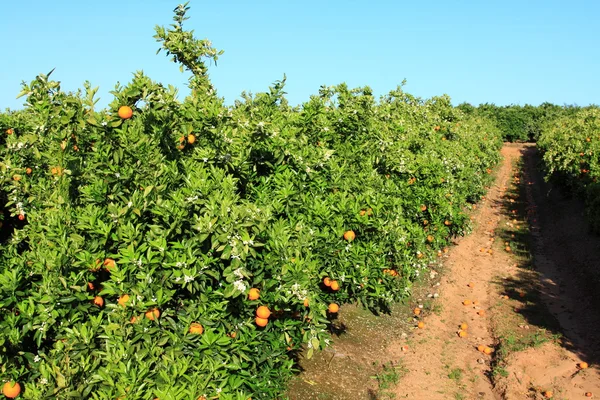 Oranžové strom v zahradě Portugalsko — Stock fotografie