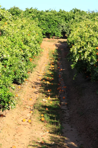 Apelsinträd i portugal trädgård — Stockfoto