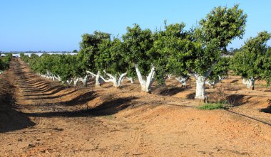 Portekiz bahçede portakal ağacı