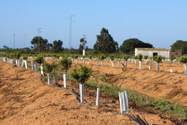 Mavi gökyüzünün altındaki yeşil çimenlikte elma ağaçları.