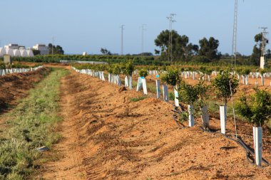 Mavi gökyüzünün altındaki yeşil çimenlikte elma ağaçları.