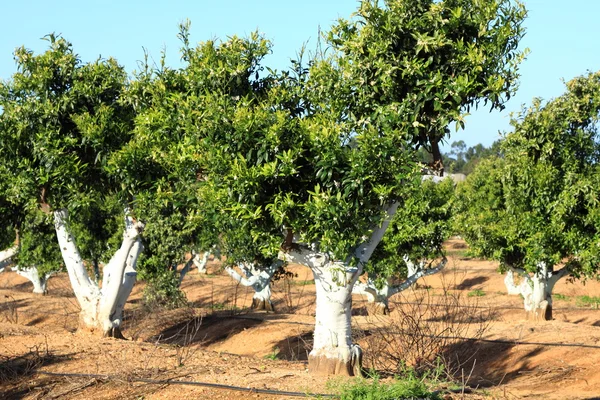 Portekiz bahçede portakal ağacı — Stok fotoğraf