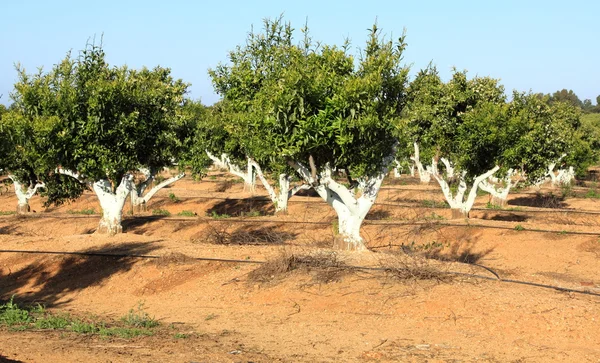 Apelsinträd i portugal trädgård — Stockfoto