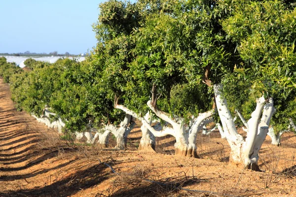 Apelsinträd i portugal trädgård — Stockfoto