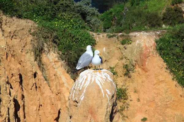 Ponta de Piedade a Lagos, Costa dell'Algarve in Portogallo — Foto Stock