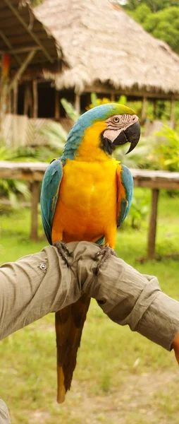 Perroquet aras bleu et jaune assis sur la main — Photo