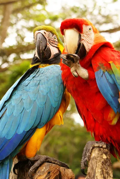 Casal de papagaios arara — Fotografia de Stock
