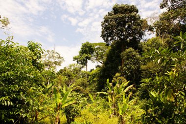 Amazon jungle tree clipart