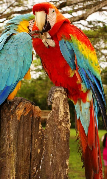 Coppia di pappagalli di ara — Foto Stock