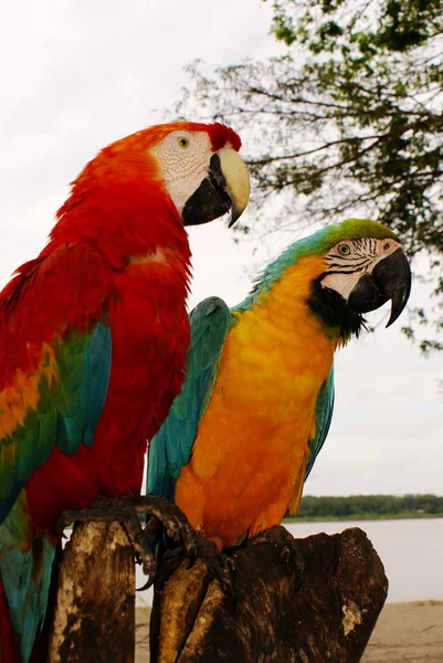 Couple de perroquets aras — Photo