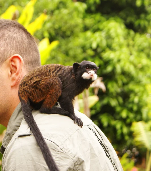 Homem com um macaco no ombro — Fotografia de Stock