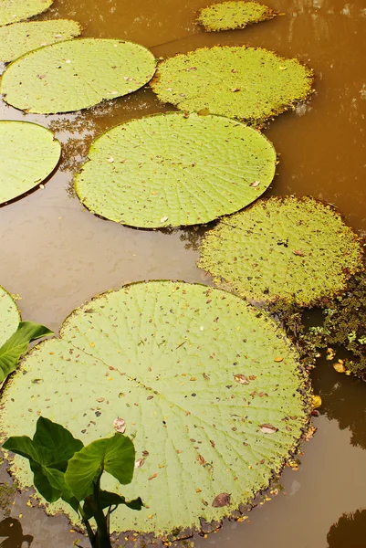 Obří lekníny (vicoria Amazonka) na první noc květu. druhou noc změní růžové. — Stock fotografie