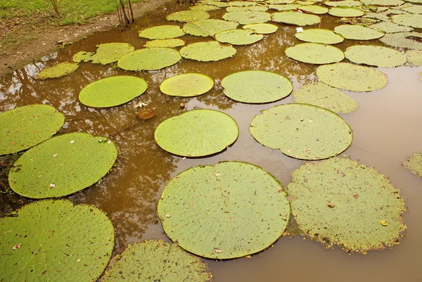 Lirio de agua gigante (Vicoria amazonica) en la primera noche de floración. La segunda noche se vuelve rosa . — Foto de Stock