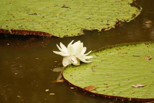 Giant water lily (Vicoria amazonica) at first night flowering. The second night it turns pink. — Stock Photo, Image