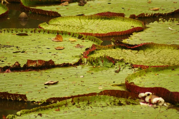 Gigante ninfee (Vicoria amazonica) alla prima fioritura notturna. La seconda notte diventa rosa . — Foto Stock