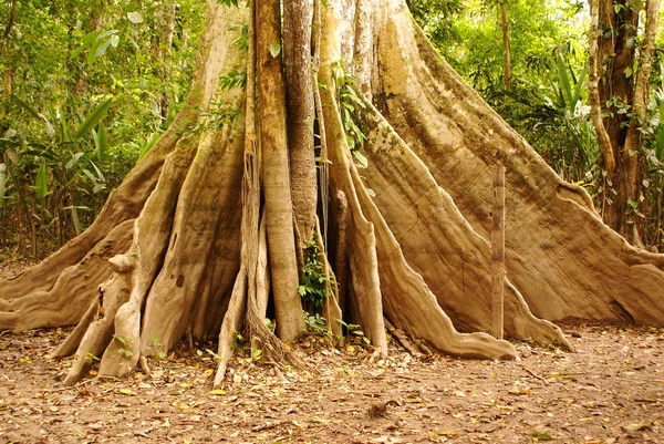 아마존 정글 트리 — 스톡 사진