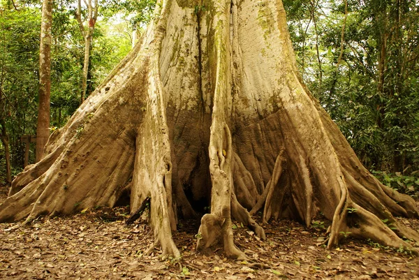 아마존 정글 트리 — 스톡 사진