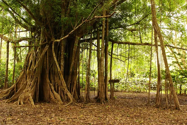Amazon jungle strom — Stock fotografie