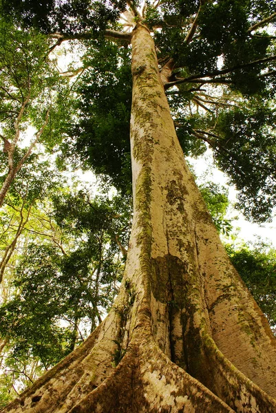 Amazon jungle tree — Stock Photo, Image