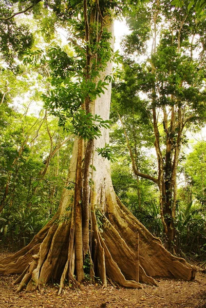 Амазонские джунгли — стоковое фото