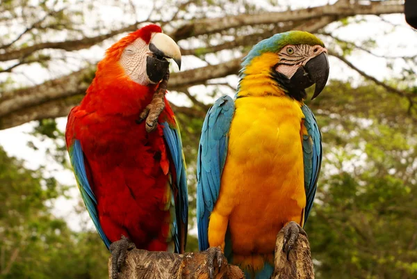 Casal de papagaios arara — Fotografia de Stock