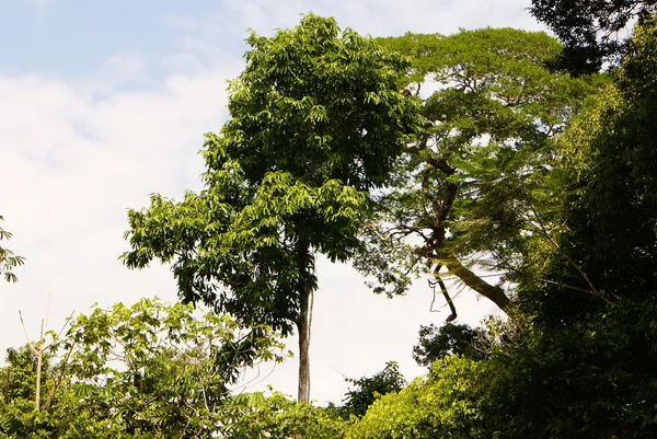 Albero della giungla amazzonica — Foto Stock