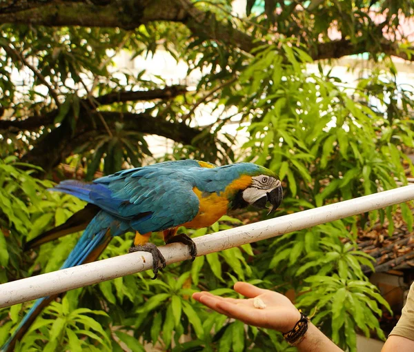 Potrait av blått & guld macaw — Stockfoto