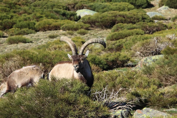 Standing alpine ibex, wild animal living in high altitude — Stock Photo, Image