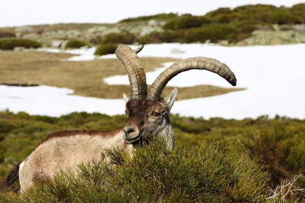 Íbex alpino de pé, animal selvagem que vive em alta altitude — Fotografia de Stock