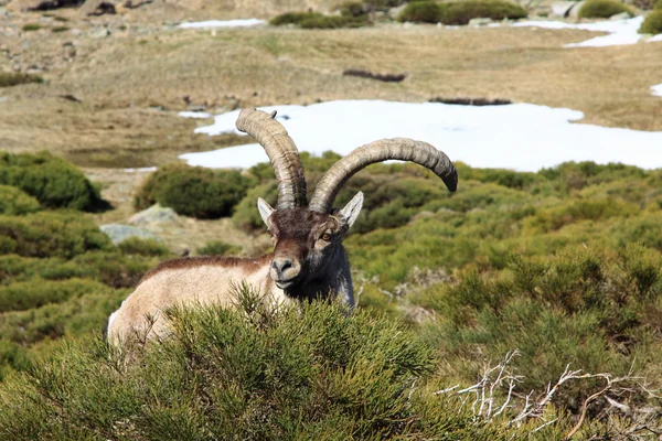 站在高山 ibex，生活在海拔高的野生动物 — 图库照片