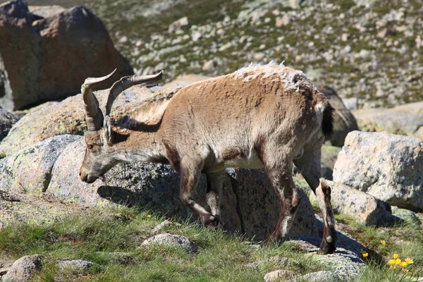 Standing alpine ibex, wild animal living in high altitude — Stock Photo, Image