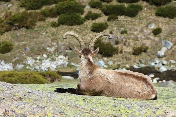 Íbex alpino de pé, animal selvagem que vive em alta altitude — Fotografia de Stock