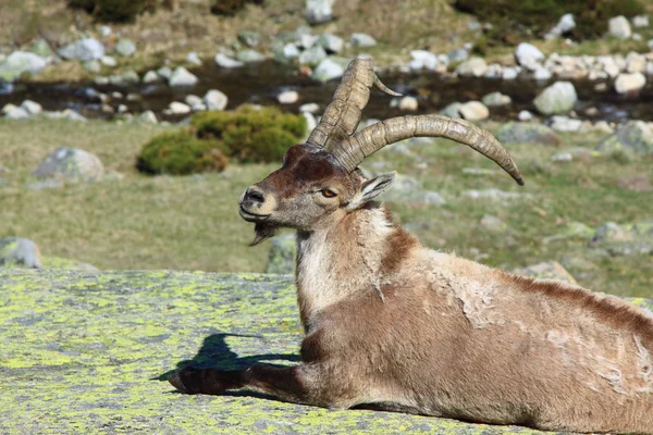 站在高山 ibex，生活在海拔高的野生动物 — 图库照片