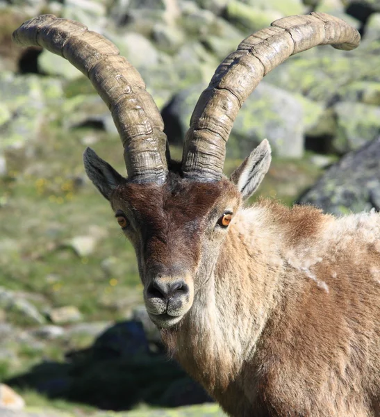 Ständiga alpine Stenbock, vilda djur som lever på hög höjd — Stockfoto