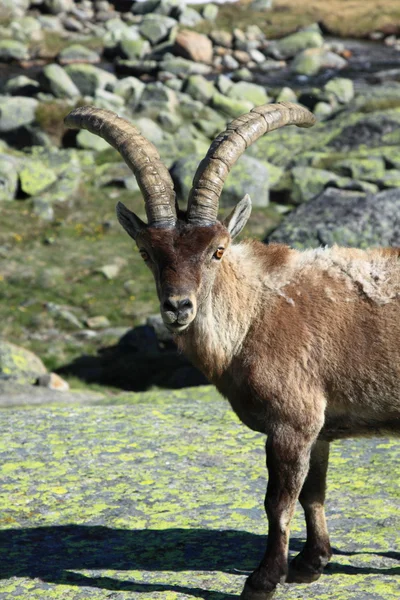 Standing alpine ibex, wild animal living in high altitude — Stock Photo, Image