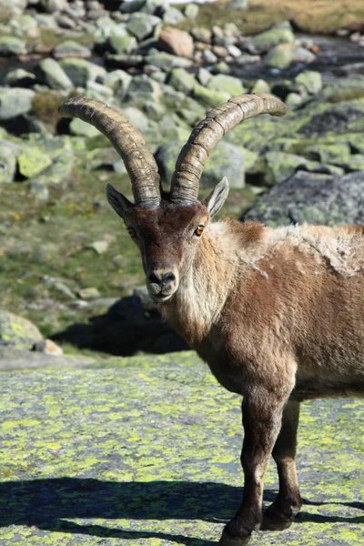 Íbex alpino de pé, animal selvagem que vive em alta altitude — Fotografia de Stock