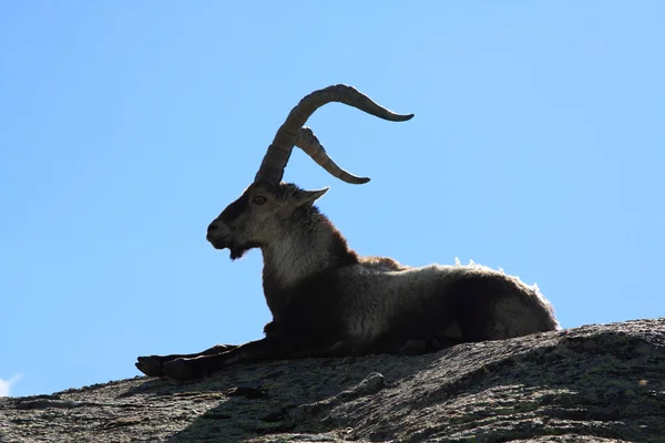 站在高山 ibex，生活在海拔高的野生动物 — 图库照片