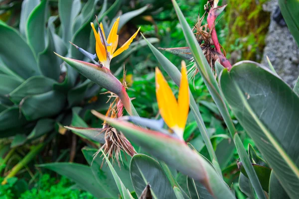 Flores amarelas Orgulho da Madeira no parque da cidade de Santa Catarina do Funchal, Ilha da Madeira, Portugal — Fotografia de Stock