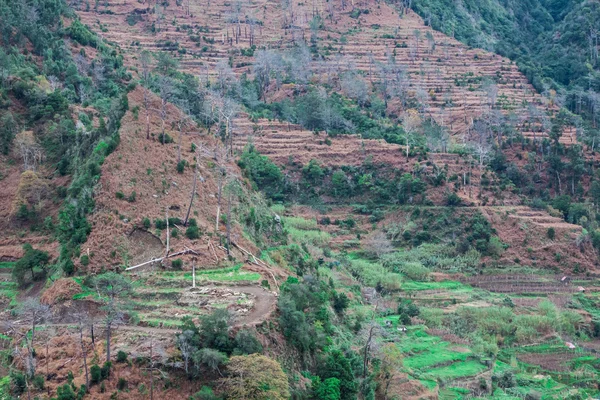 Campos em terraços cultivados no topo do penhasco da ilha da Madeira — Fotografia de Stock