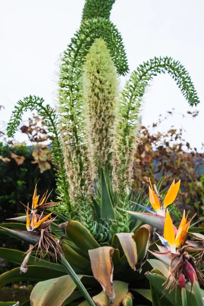 Oiseau de paradis fleur dans l'île de Madère — Photo