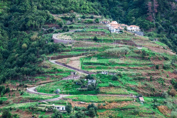 Champs en terrasses cultivés au sommet de la falaise sur l'île de Madère — Photo